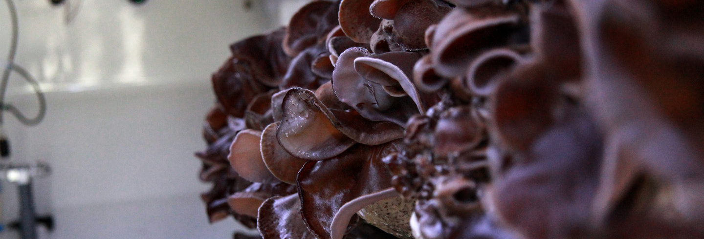 会社概要｜きくらぼんの生きくらげ｜株式会社きくらぼ｜静岡県駿東郡長泉町産の生きくらげ