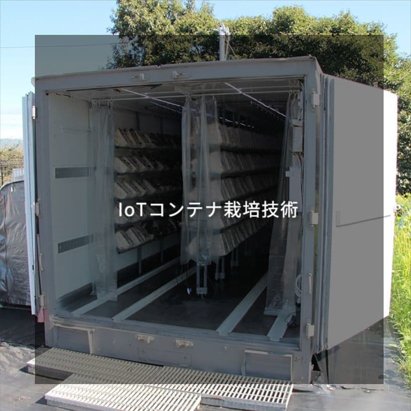 IoTコンテナ栽培技術｜きくらぼんの生きくらげ｜株式会社きくらぼ｜静岡県駿東郡長泉町産の生きくらげ