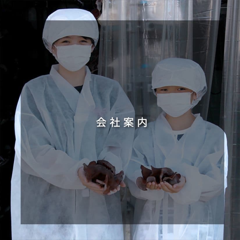 会社案内｜きくらぼんの生きくらげ｜株式会社きくらぼ｜静岡県駿東郡長泉町産の生きくらげ