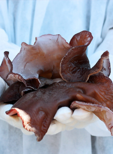 きくらぼんの生きくらげ｜株式会社きくらぼ｜静岡県駿東郡長泉町産の生きくらげ