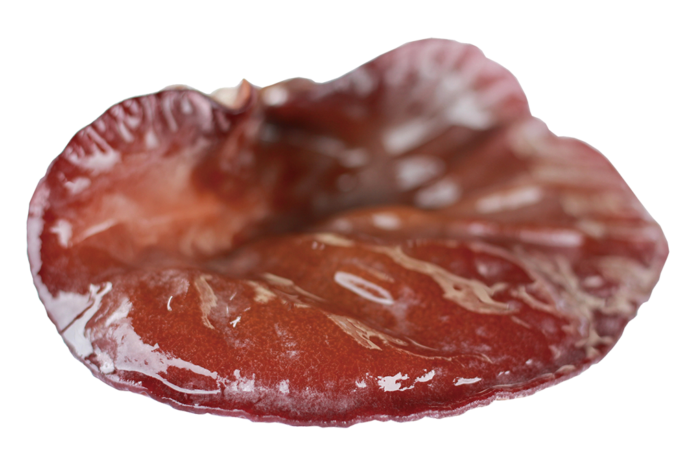 きくらぼんの生きくらげ｜株式会社きくらぼ｜静岡県駿東郡長泉町産の生きくらげ