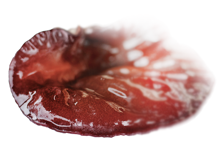 きくらぼんの生きくらげ｜株式会社きくらぼ｜静岡県駿東郡長泉町産の生きくらげ