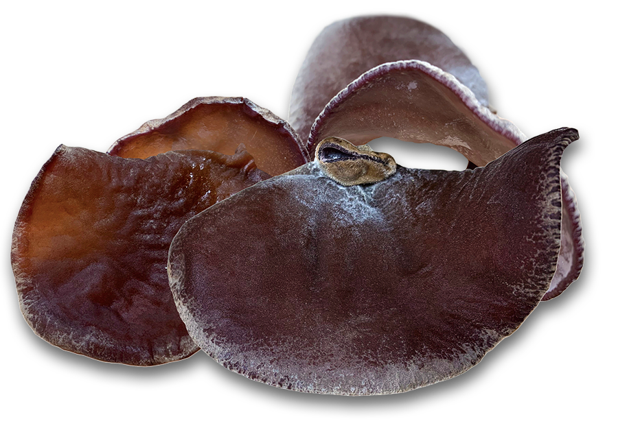 きくらぼんの生きくらげ｜株式会社きくらぼ｜静岡県駿東郡長泉町産の生きくらげ