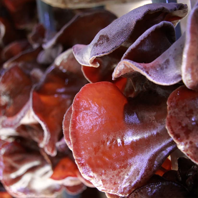 お問い合わせ｜きくらぼんの生きくらげ｜株式会社きくらぼ｜静岡県駿東郡長泉町産の生きくらげ