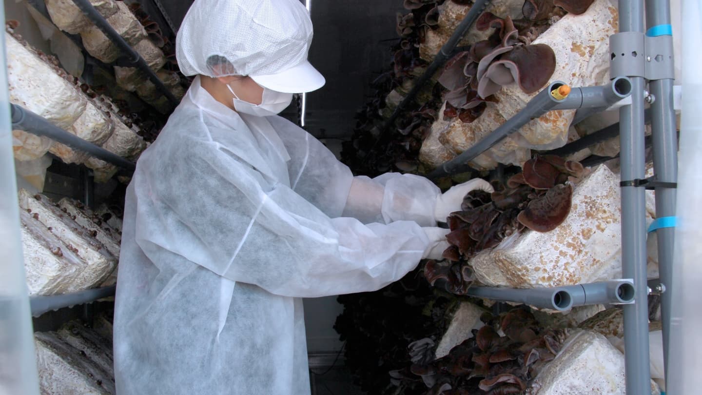 IoTコンテナ栽培の生きくらげ｜きくらぼんの生きくらげ｜株式会社きくらぼ｜静岡県駿東郡長泉町産の生きくらげ