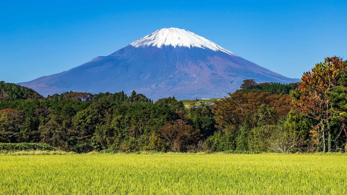 静岡県駿東郡長泉町の生きくらげ｜きくらぼんの生きくらげ｜株式会社きくらぼ｜静岡県駿東郡長泉町産の生きくらげ