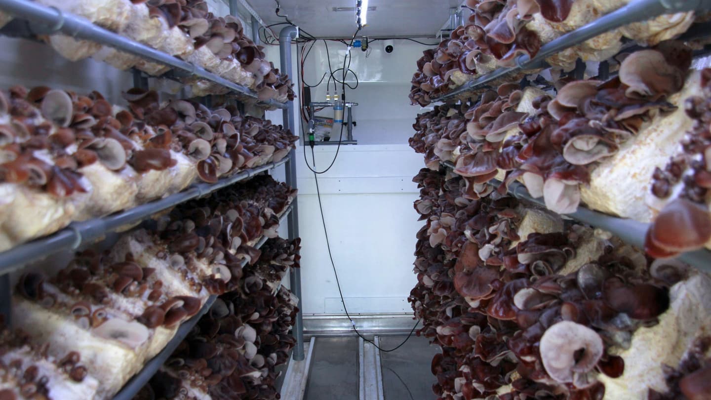 24時間IoTコンテナ栽培管理｜きくらぼんの生きくらげ｜株式会社きくらぼ｜静岡県駿東郡長泉町産の生きくらげ