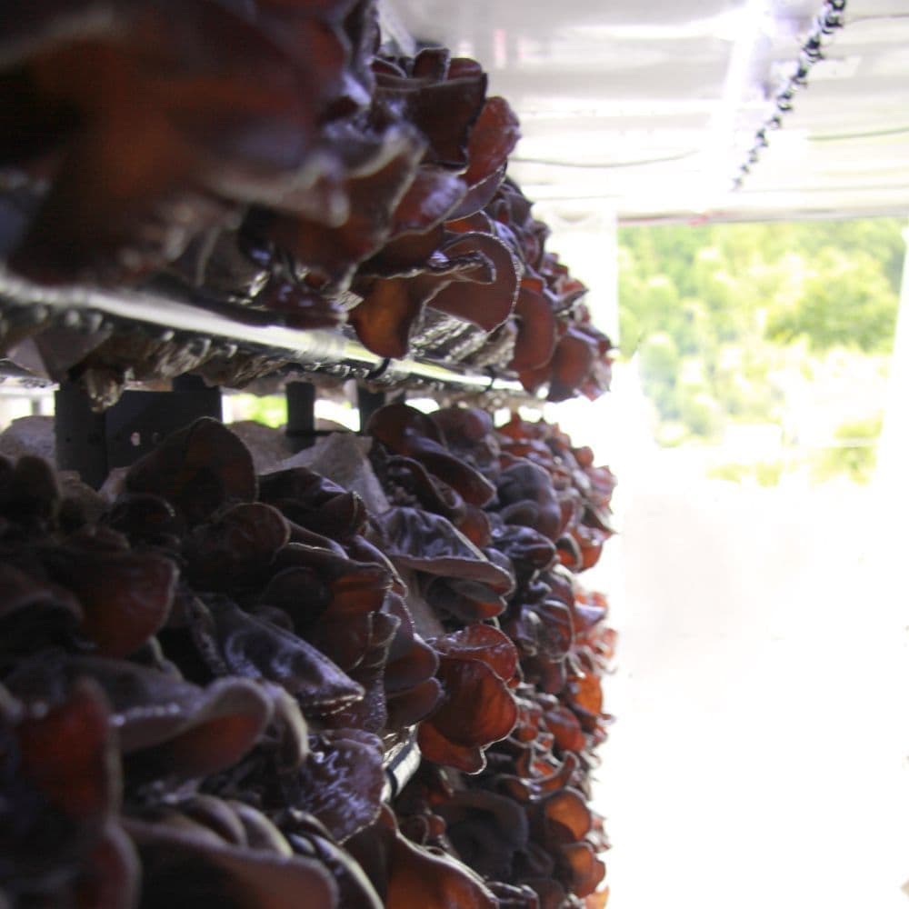 IoTコンテナ栽培のきくらげ｜きくらぼんの生きくらげ｜株式会社きくらぼ｜静岡県駿東郡長泉町産の生きくらげ