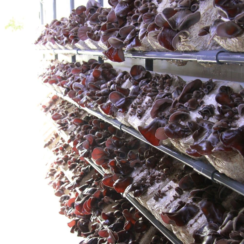 IoTコンテナ栽培のきくらげ｜きくらぼんの生きくらげ｜株式会社きくらぼ｜静岡県駿東郡長泉町産の生きくらげ