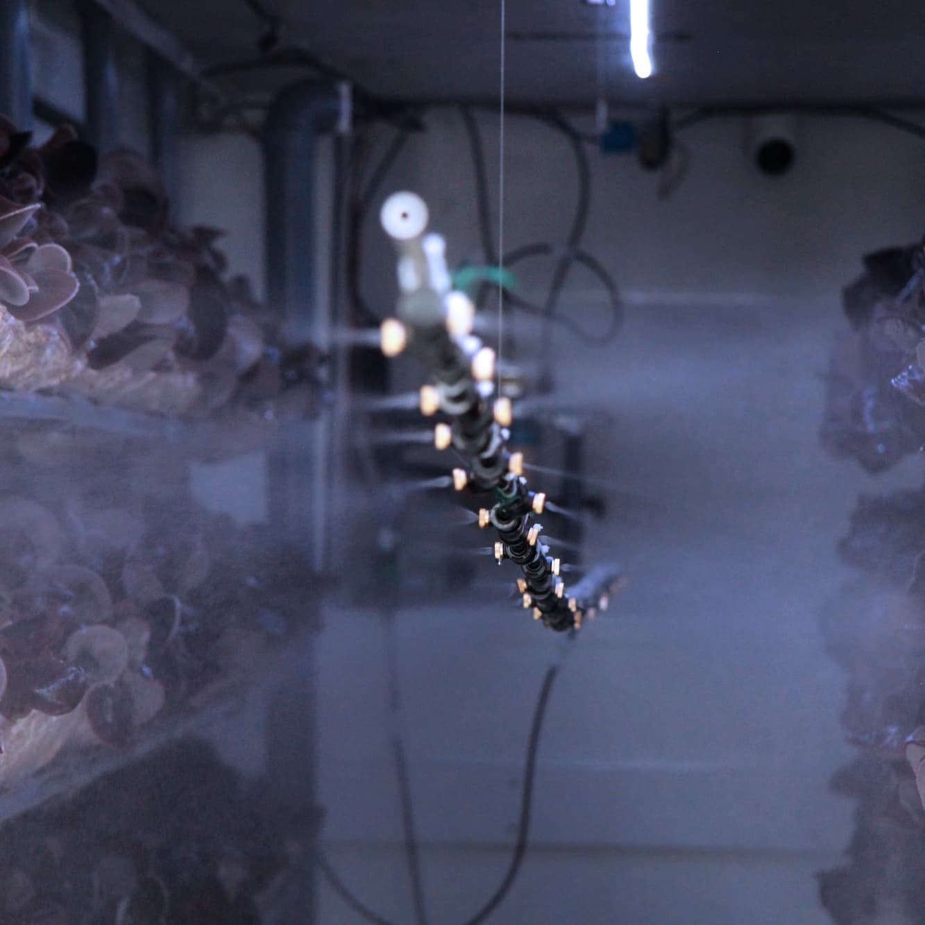 自動噴霧器で水やり管理｜きくらぼんの生きくらげ｜株式会社きくらぼ｜静岡県駿東郡長泉町産の生きくらげ