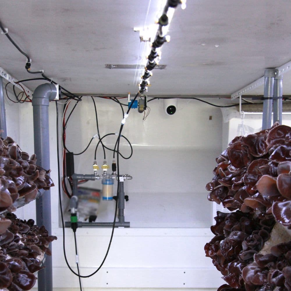 24時間監視システム｜きくらぼんの生きくらげ｜株式会社きくらぼ｜静岡県駿東郡長泉町産の生きくらげ