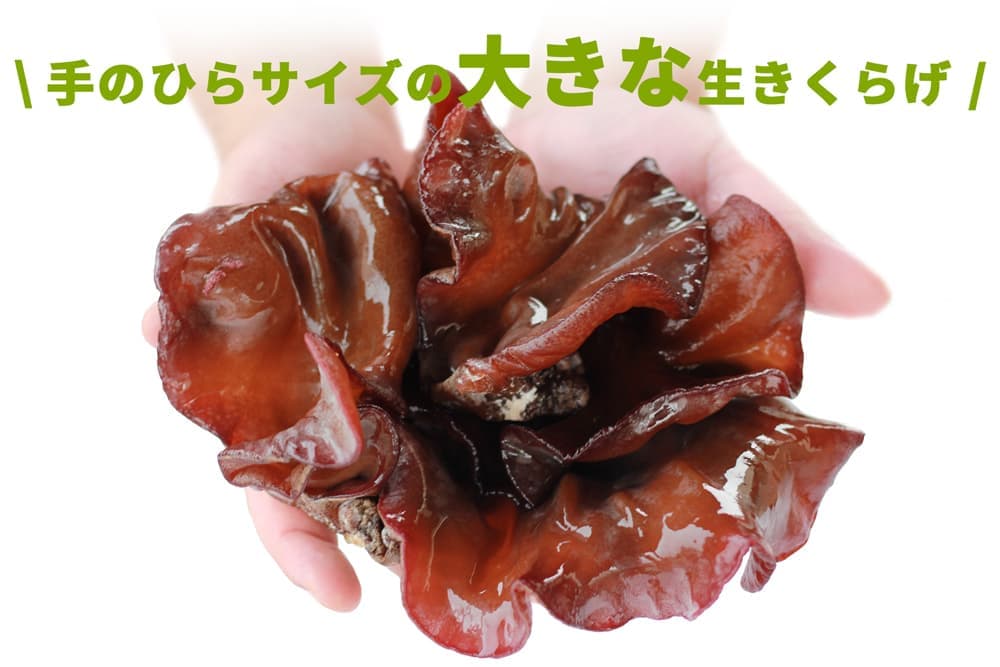 きくらげ大きさ比較｜きくらぼんの生きくらげ｜株式会社きくらぼ｜静岡県駿東郡長泉町産の生きくらげ