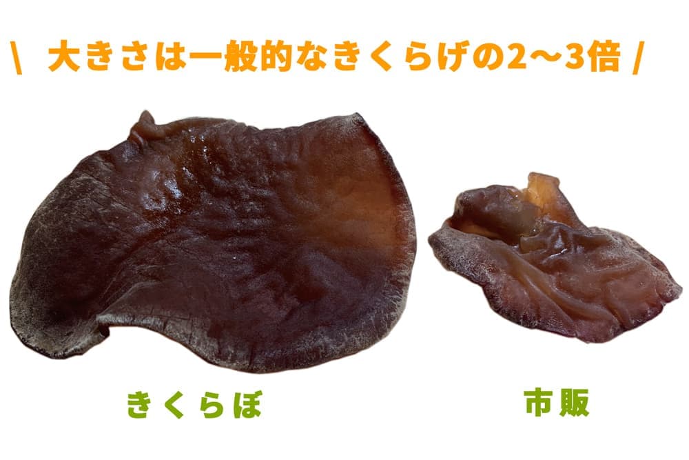 きくらげ大きさ比較｜きくらぼんの生きくらげ｜株式会社きくらぼ｜静岡県駿東郡長泉町産の生きくらげ